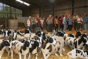 Im Stall von Stephen Dodsworth