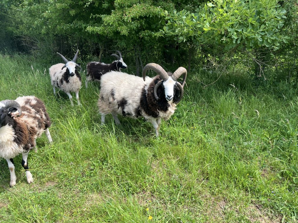 Jakobschafe bei der Landschaftspflege