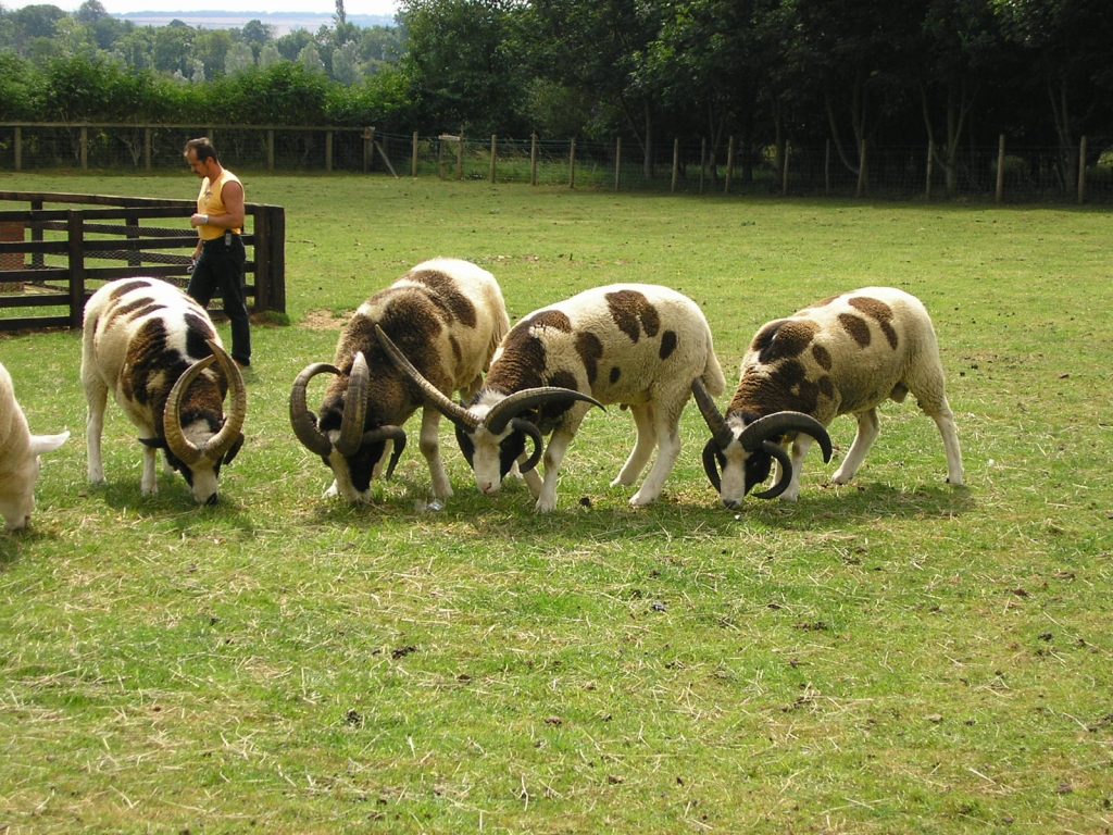 Die Böcke von Stephen Dodsworth
